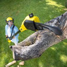 Trusted St Paul, VA Tree Care Experts
