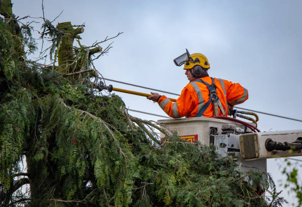 How Our Tree Care Process Works  in  St Paul, VA